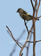 Grey-capped Greenfinch