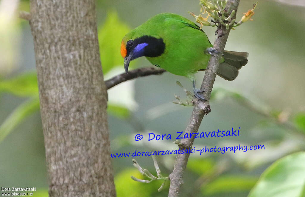 Golden-fronted Leafbirdadult, close-up portrait