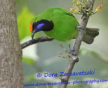 Golden-fronted Leafbird