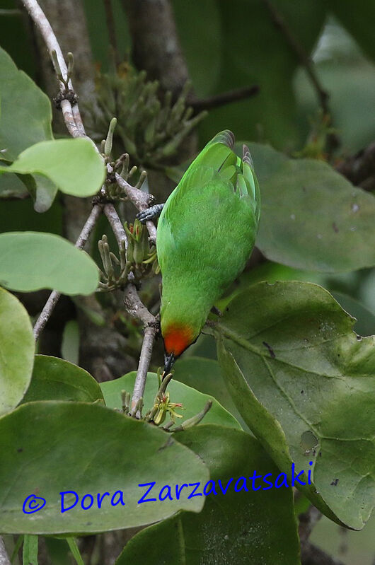 Golden-fronted Leafbirdadult, identification, eats