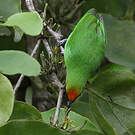 Verdin à front d'or