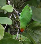 Golden-fronted Leafbird