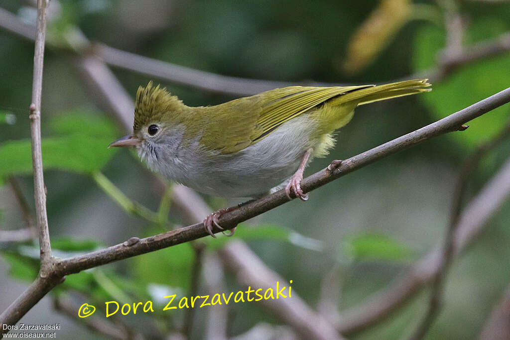 White-bellied Erpornisadult, identification