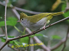 White-bellied Erpornis