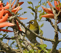 Cape White-eye