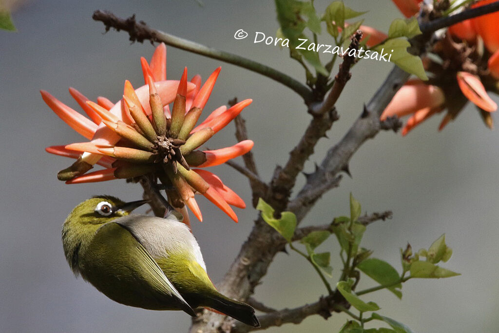 Cape White-eyeadult