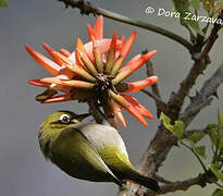 Cape White-eye