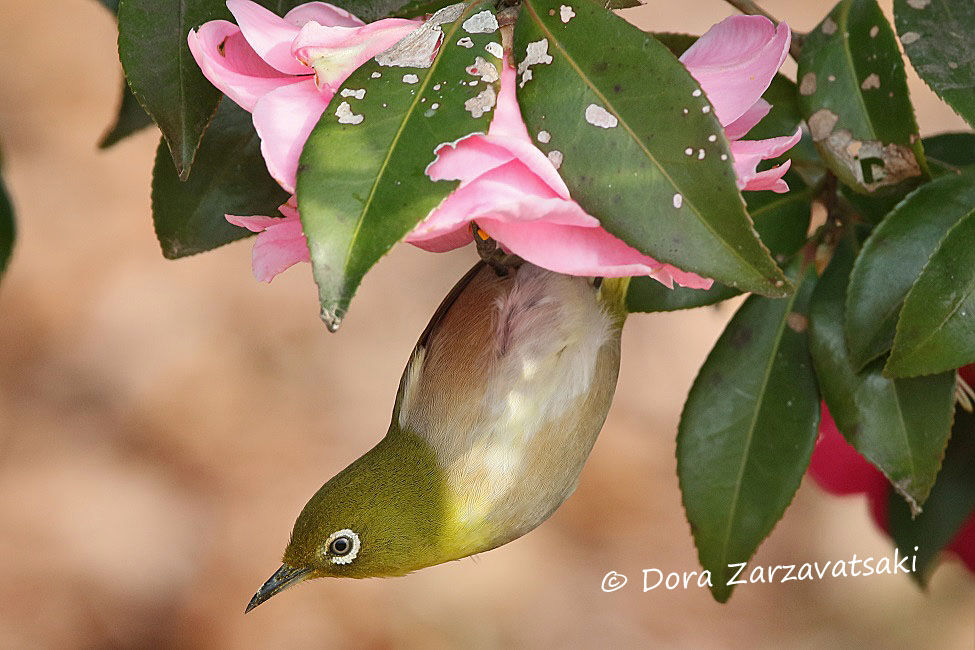 Warbling White-eye