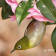 Warbling White-eye