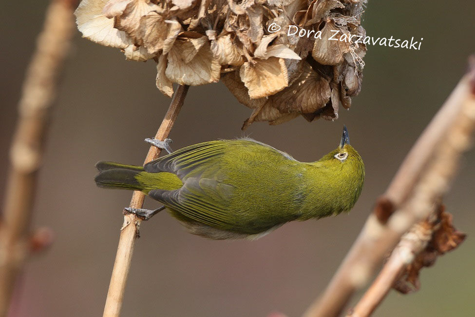 Warbling White-eye