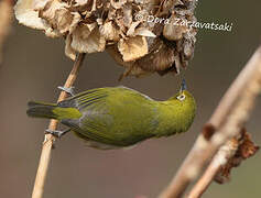 Warbling White-eye