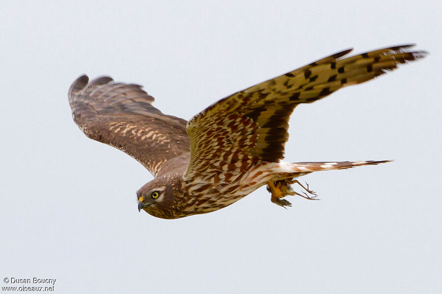 Montagu's Harrier female adult