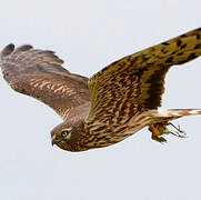 Montagu's Harrier