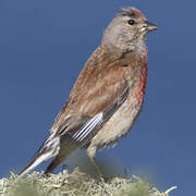 Common Linnet