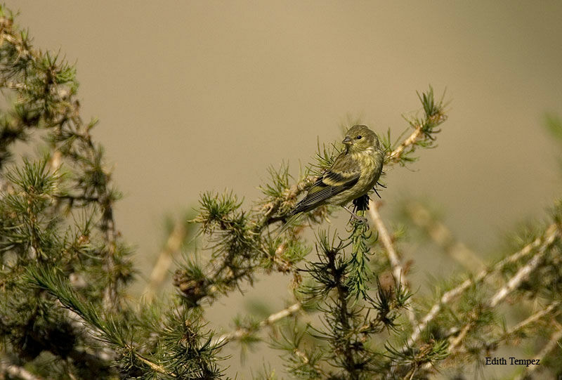 Venturon montagnard