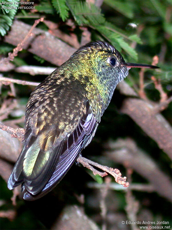 Versicolored Emerald