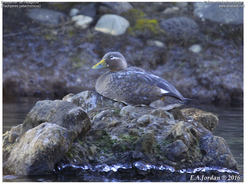 Flying Steamer Duck female adult