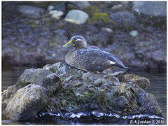 Flying Steamer Duck