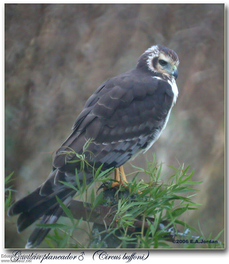 Long-winged Harrier male adult, identification