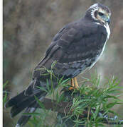 Long-winged Harrier