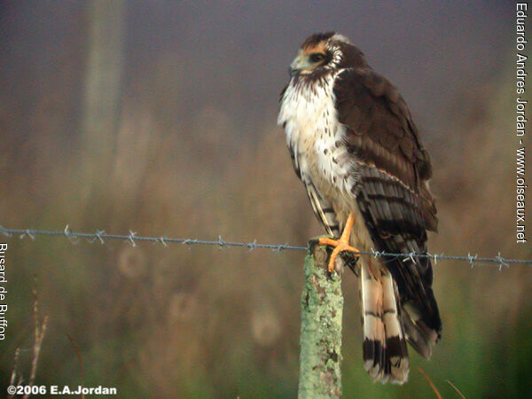 Long-winged Harrier male