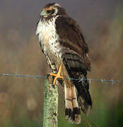 Long-winged Harrier