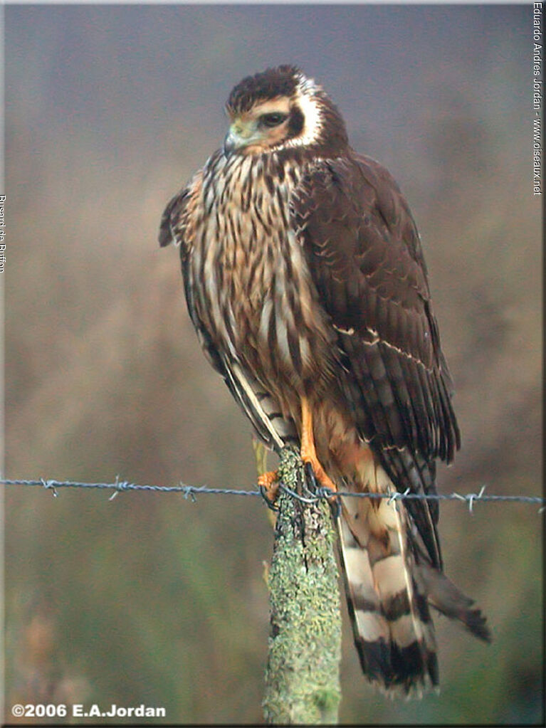 Long-winged Harrier female