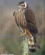 Long-winged Harrier