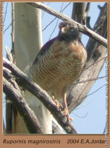 Roadside Hawkadult