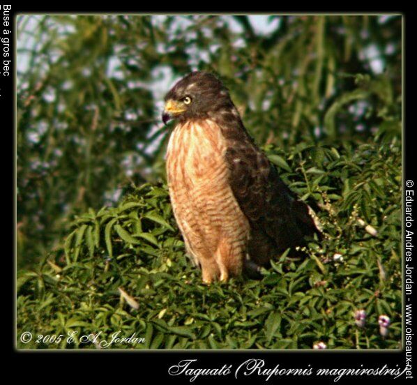 Roadside Hawkadult