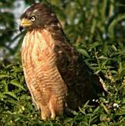 Roadside Hawk