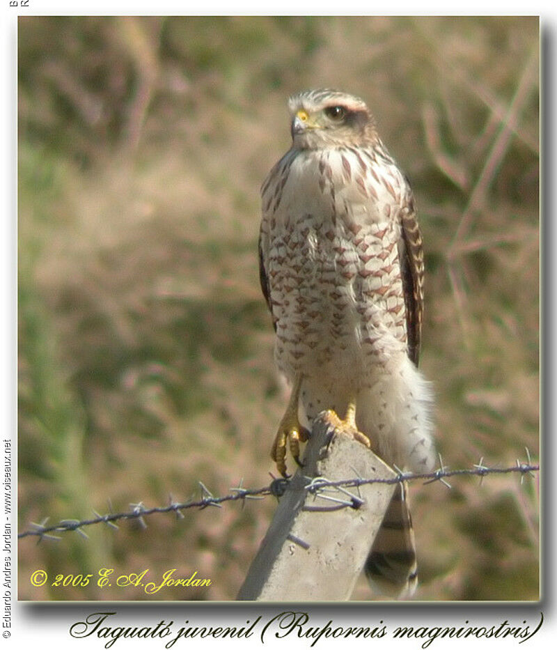 Roadside HawkFirst year