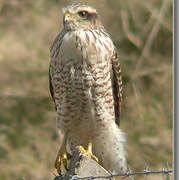 Roadside Hawk