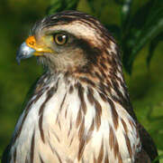 Roadside Hawk