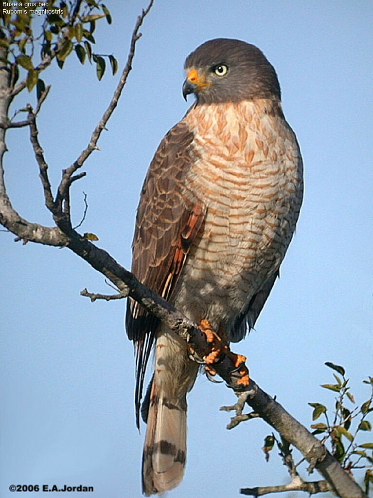 Buse à gros becadulte