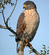 Roadside Hawk