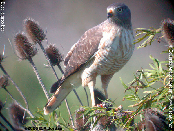 Roadside Hawkadult