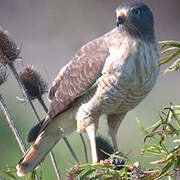 Roadside Hawk