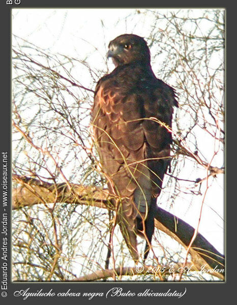 White-tailed Hawk