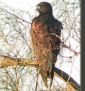 White-tailed Hawk