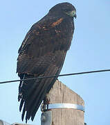 White-tailed Hawk