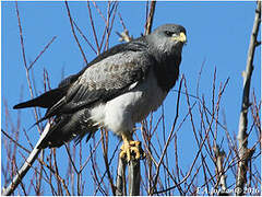 Black-chested Buzzard-Eagle