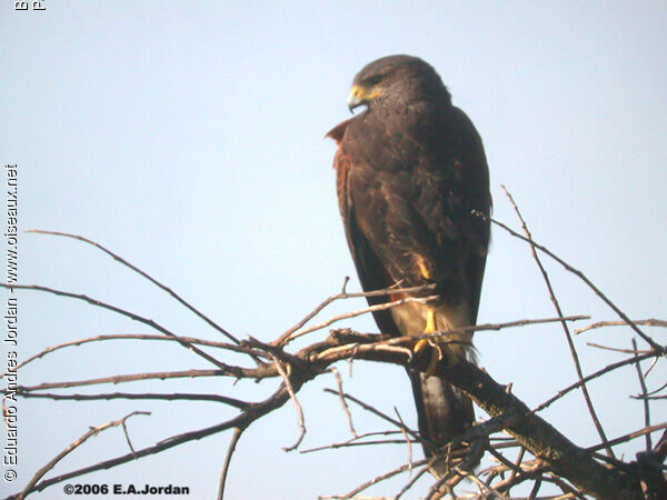 Harris's Hawkadult