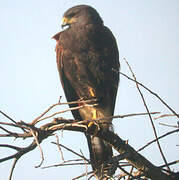 Harris's Hawk