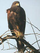 Harris's Hawk