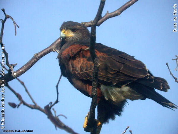 Harris's Hawkadult