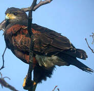 Harris's Hawk