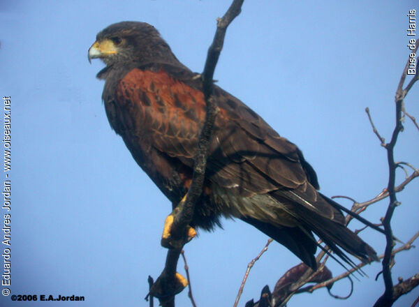 Harris's Hawkadult