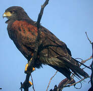 Harris's Hawk