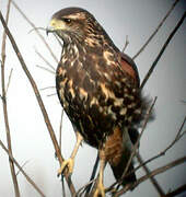 Harris's Hawk